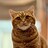 Sezam_the_cat