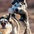 Silverhuskie